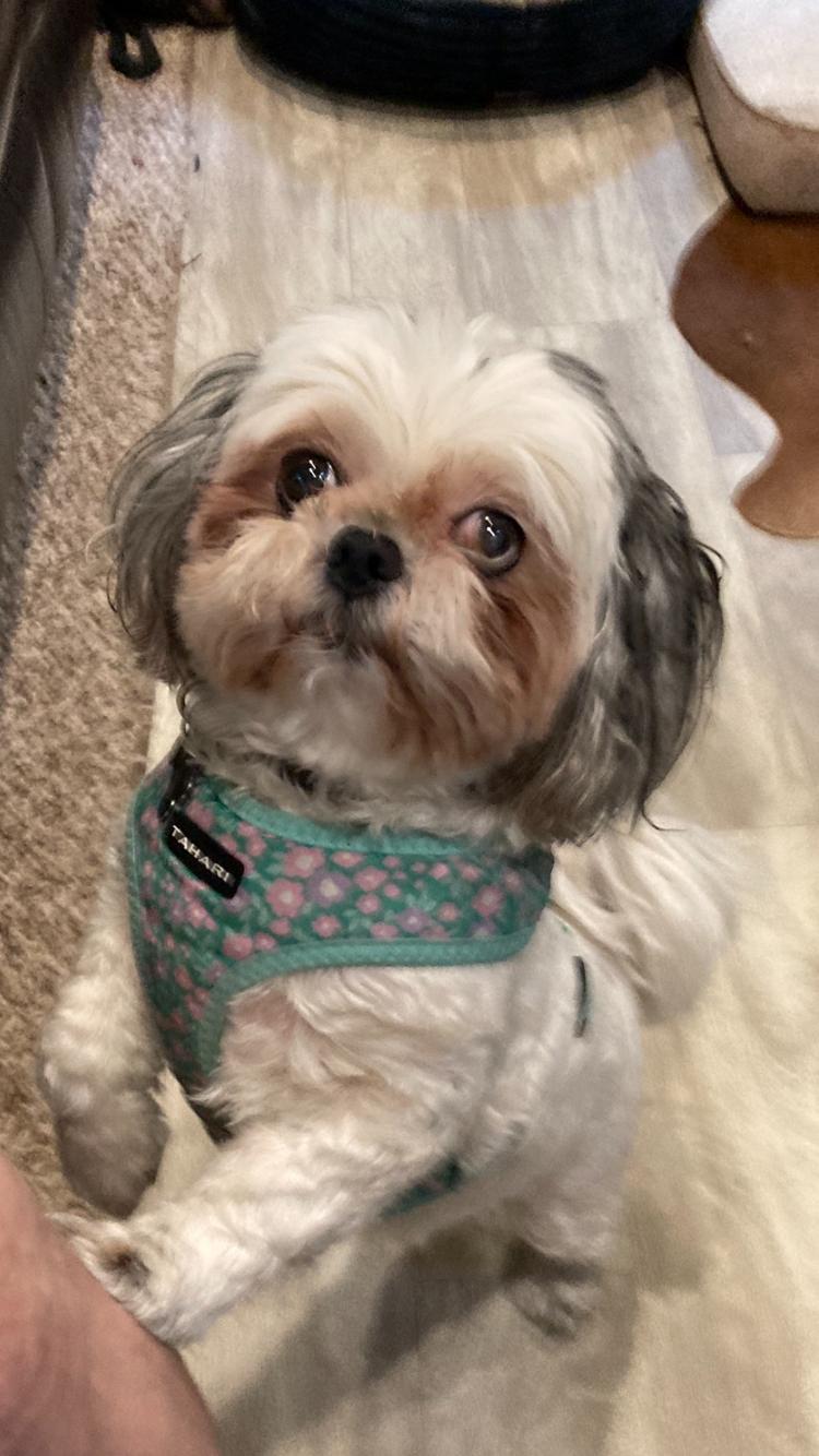 Enlarge Baby Girl (TN), a Adopted Shih Tzu in Chattanooga, TN image 1/3