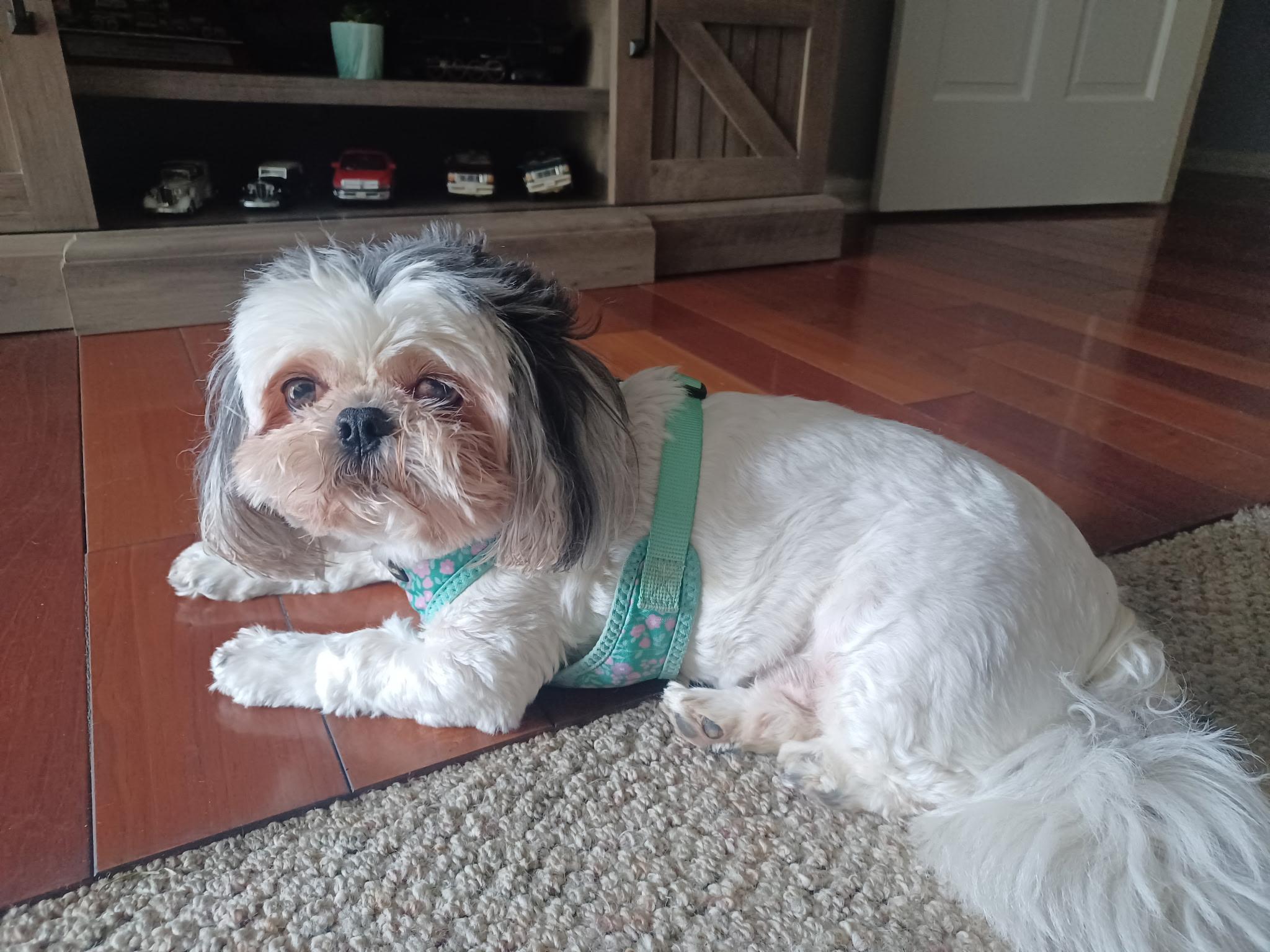 Enlarge Baby Girl (TN), a Adopted Shih Tzu in Chattanooga, TN image 3/3