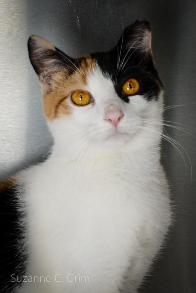 Pursey, Adoptable, Young Female Calico.
