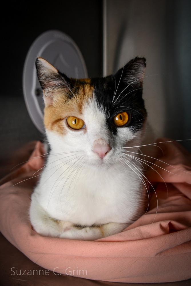 Pursey, a Adoptable Calico in New Orleans, LA image 2/5