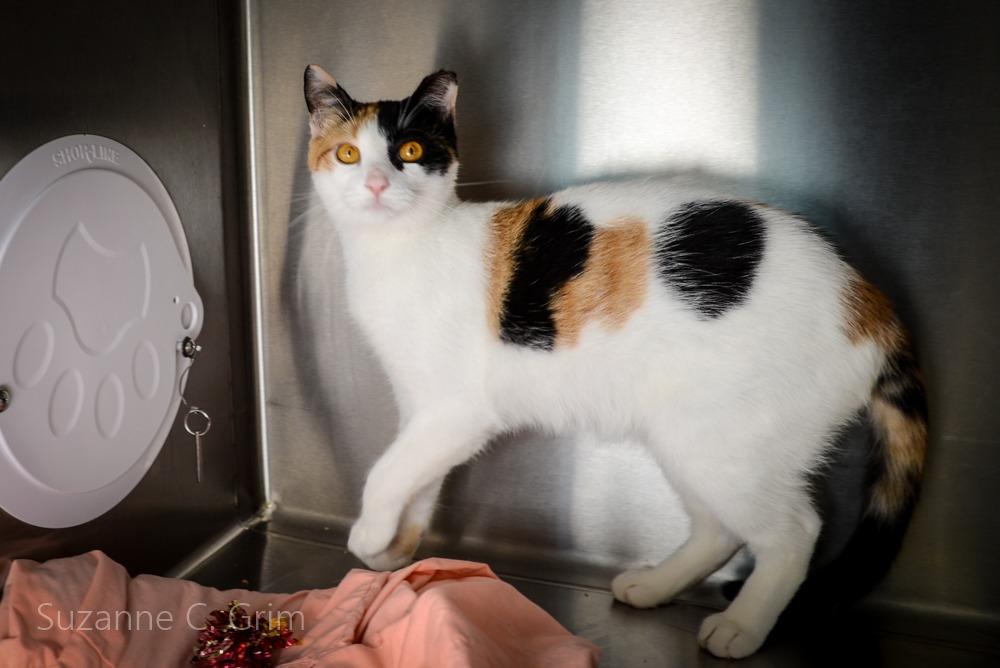 Pursey, a Adoptable Calico in New Orleans, LA image 3/5