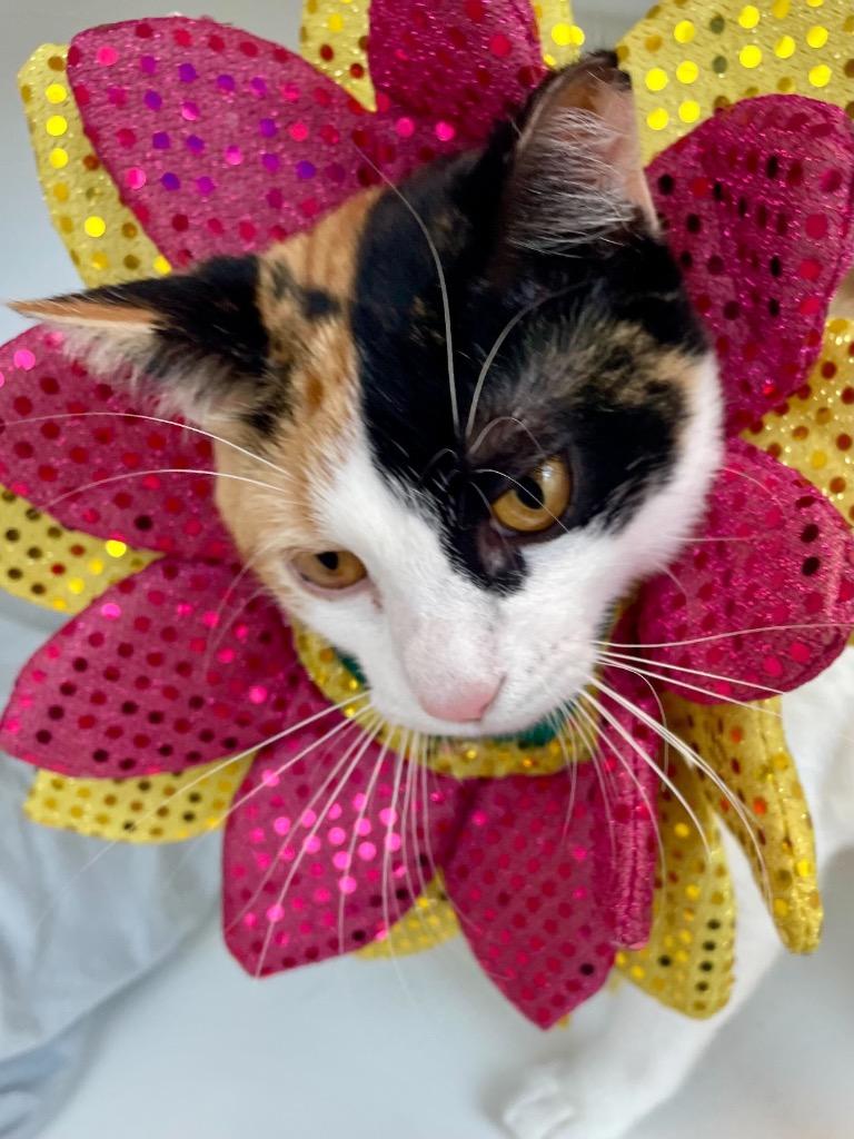Pursey, a Adoptable Calico in New Orleans, LA image 4/5