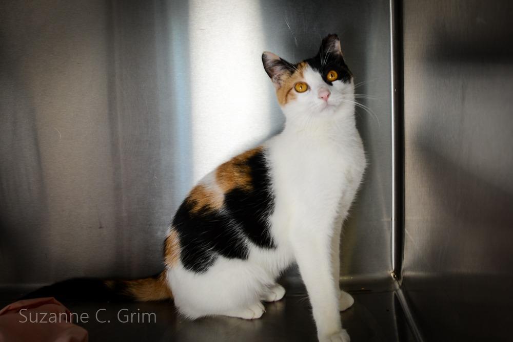 Pursey, a Adoptable Calico in New Orleans, LA image 5/5