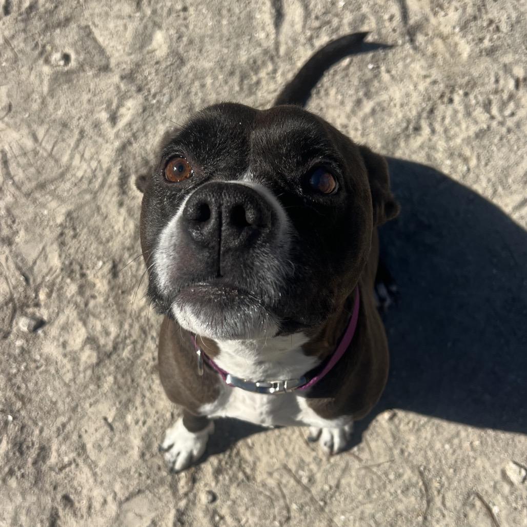 Taz, Adoptable, Adult Female Mixed Breed.