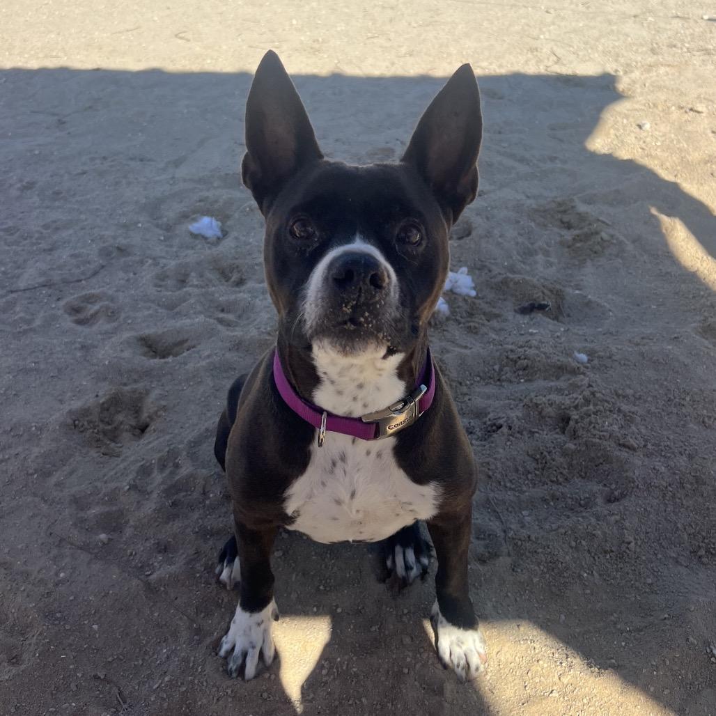 Enlarge Taz, a Adoptable Mixed Breed in Port Charlotte, FL image 2/6