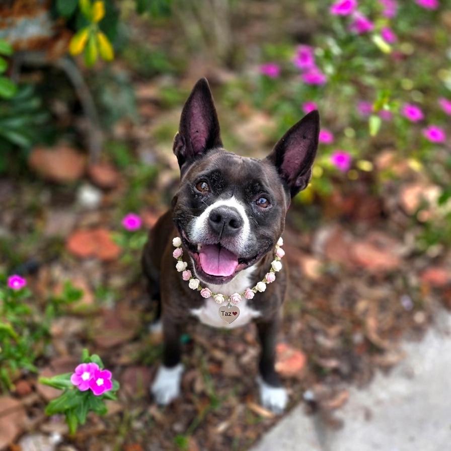 Enlarge Taz, a Adoptable Mixed Breed in Port Charlotte, FL image 3/6