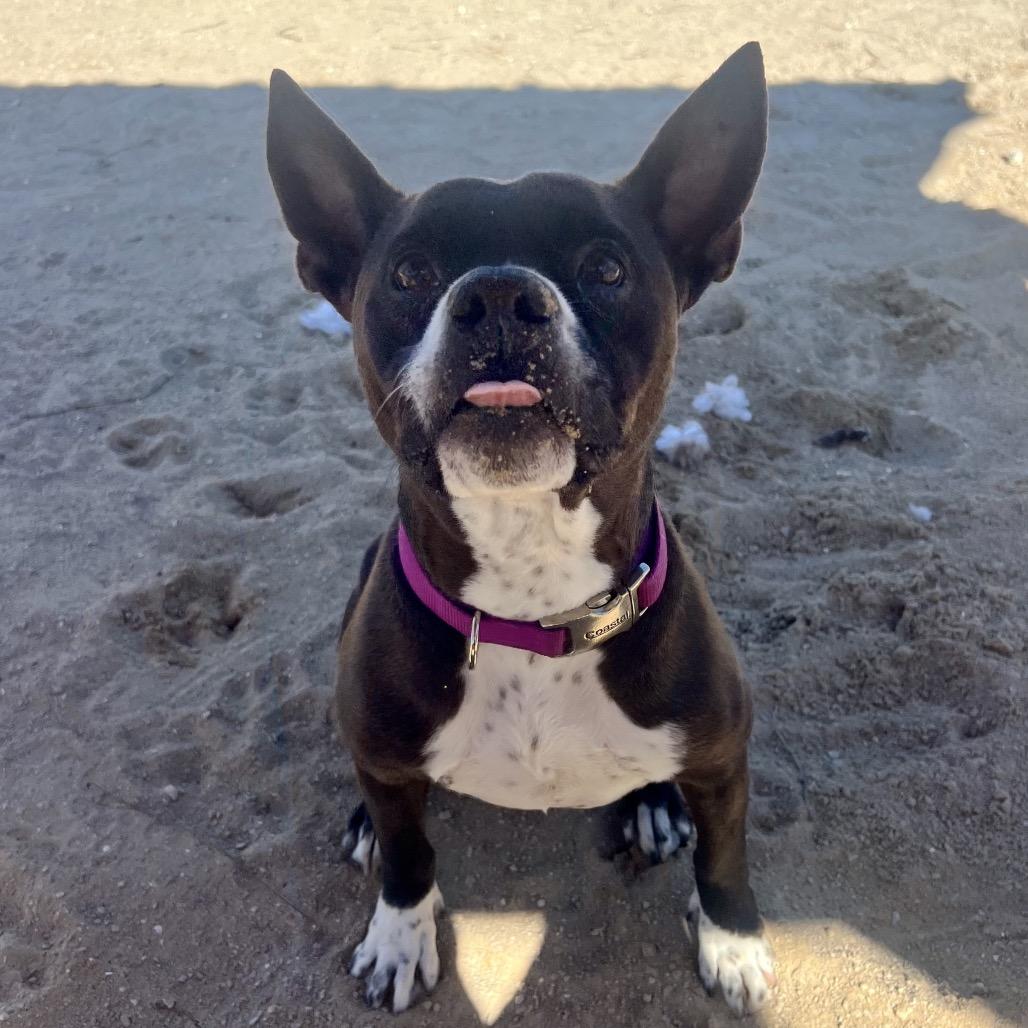 Enlarge Taz, a Adoptable Mixed Breed in Port Charlotte, FL image 6/6