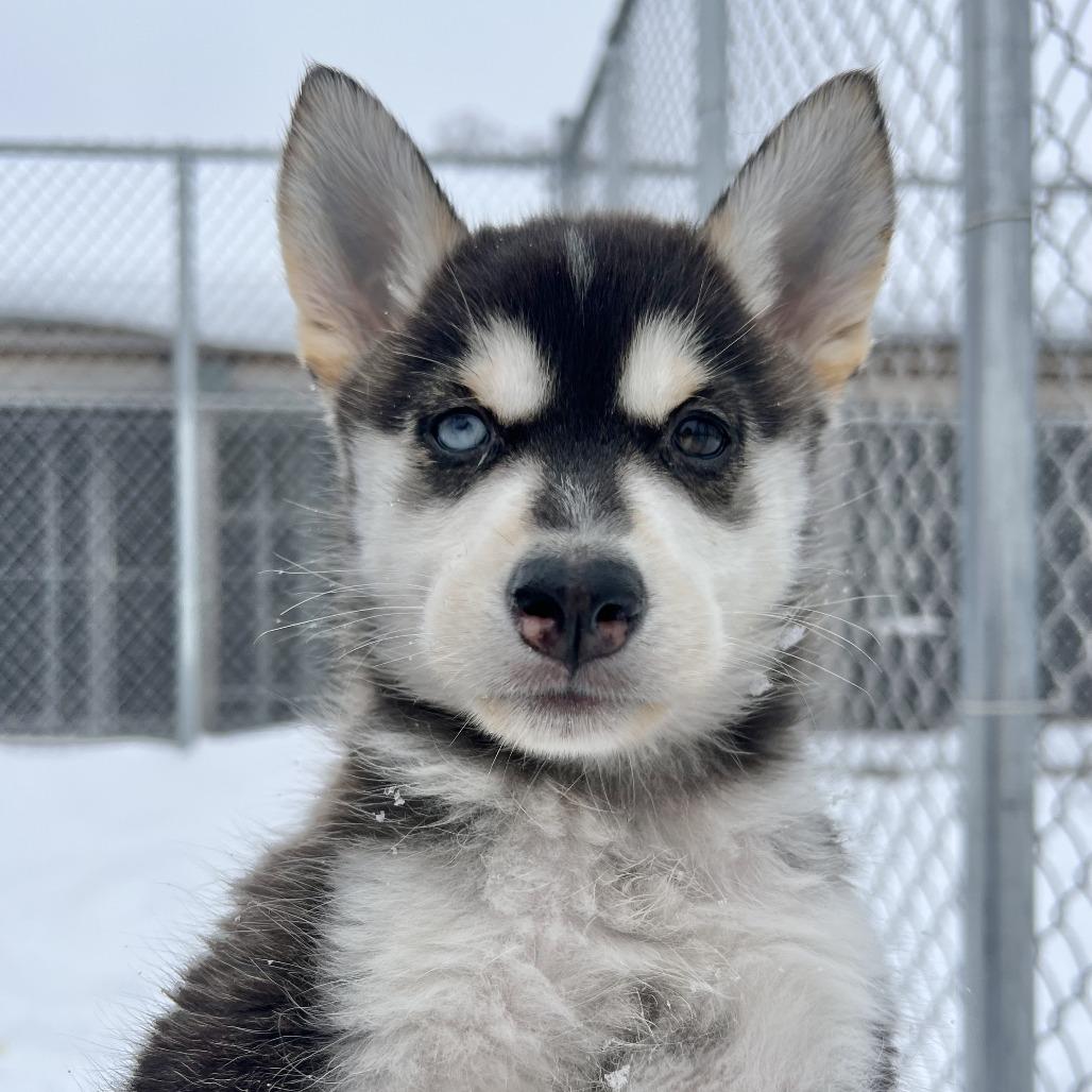 Rambo, Adoptable, Puppy Male Siberian Husky.