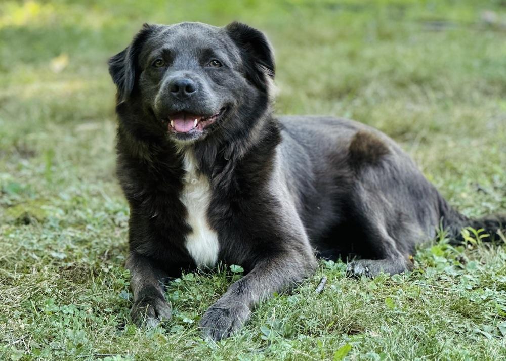 Enlarge Grace, a Adoptable mixed breed in Pottstown, PA image 2/3