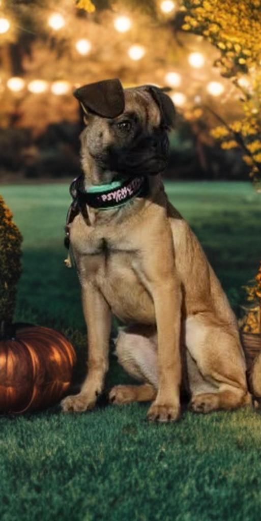 Enlarge Sophie , a ADOPTABLE mixed breed in San Antonio, TX image 1/4