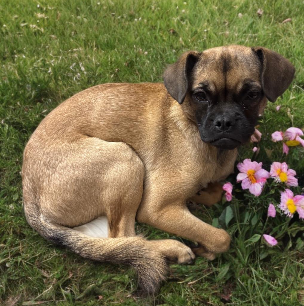 Enlarge Sophie , a ADOPTABLE mixed breed in San Antonio, TX image 4/4