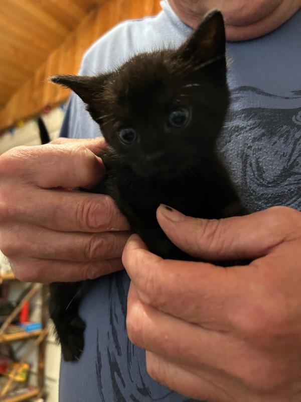 Pepper - Adorable Cuddley Kitten, Adoptable, Kitten Female Burmese.