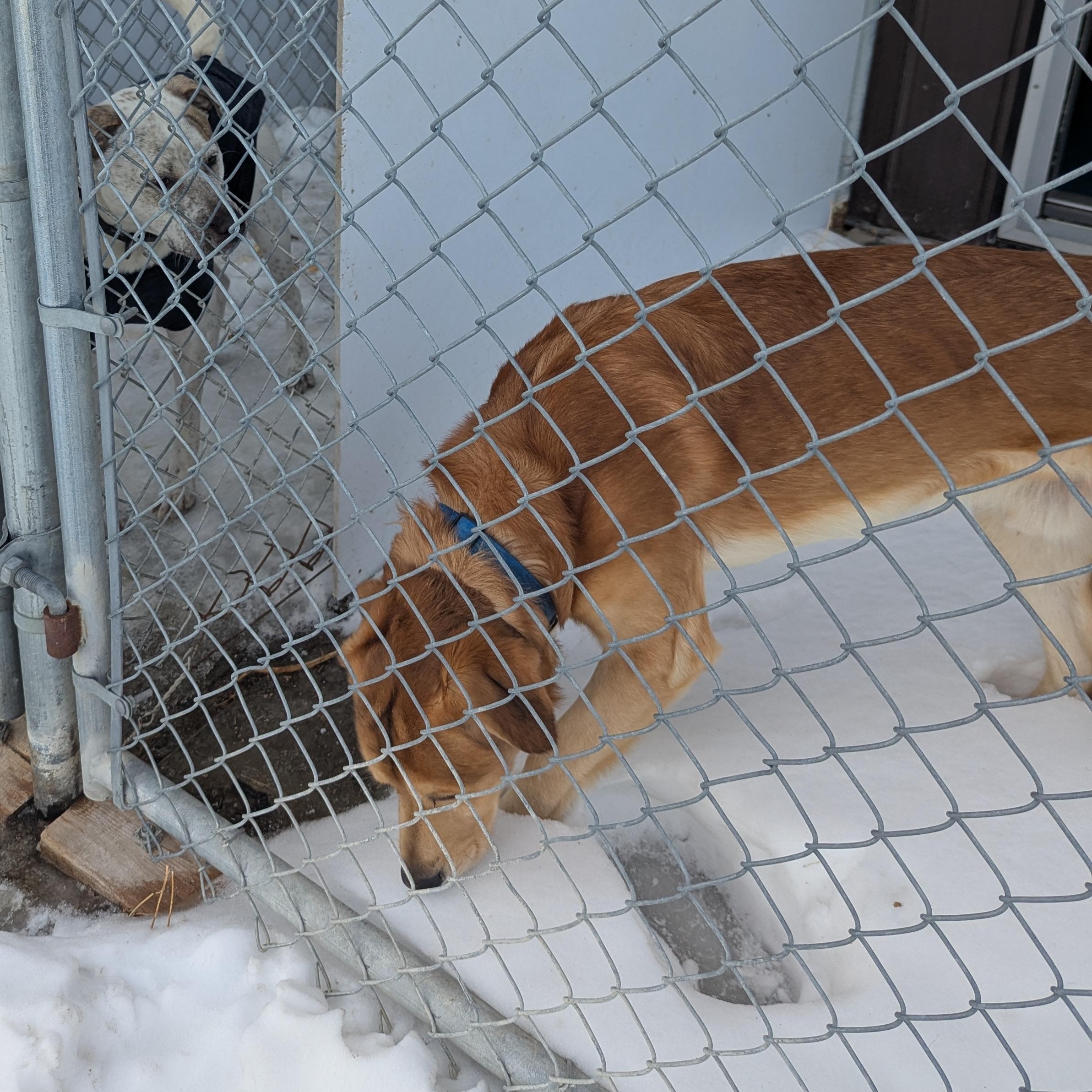 Enlarge Pluto, a ADOPTABLE mixed breed in Morden, MB image 3/4