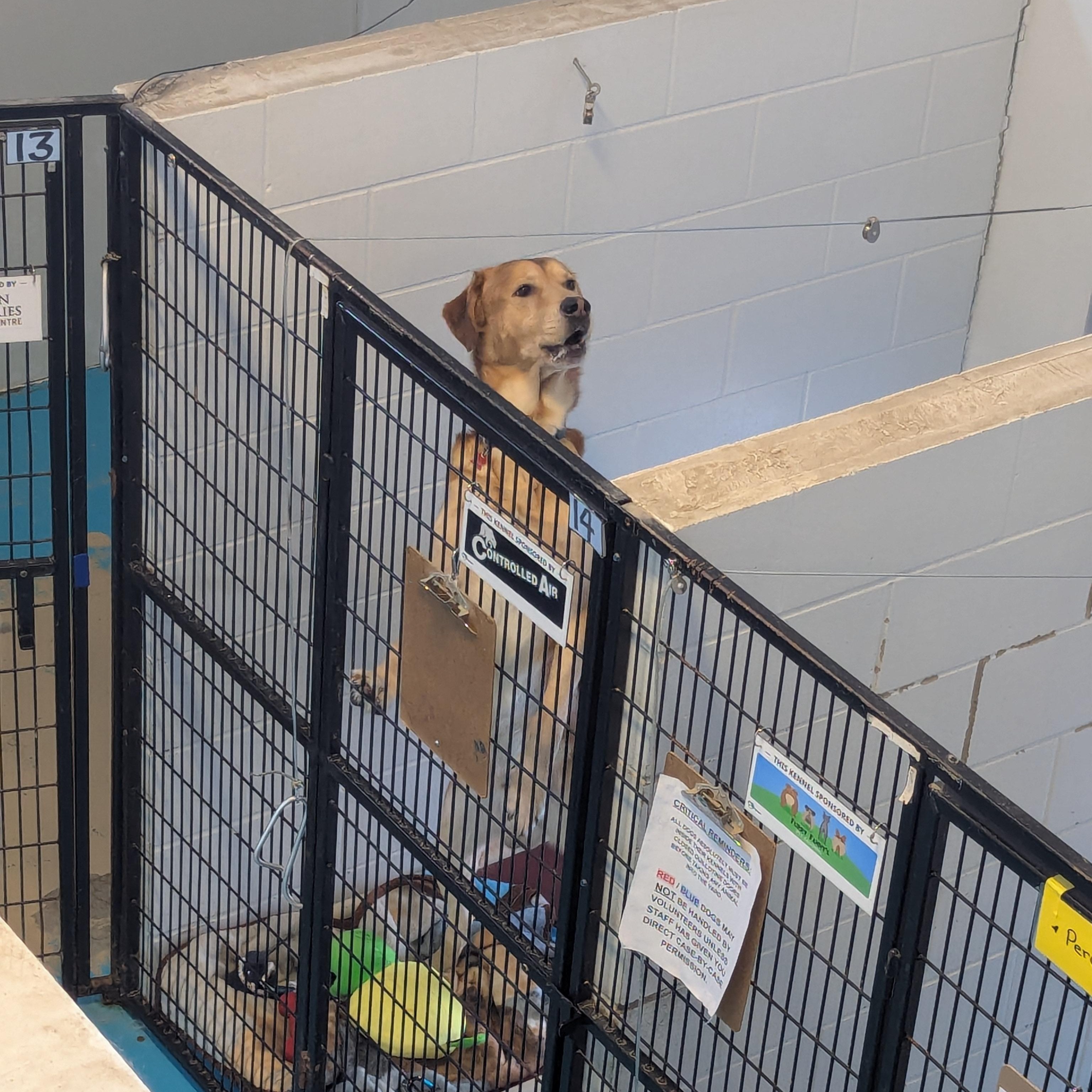 Enlarge Pluto, a ADOPTABLE mixed breed in Morden, MB image 2/4