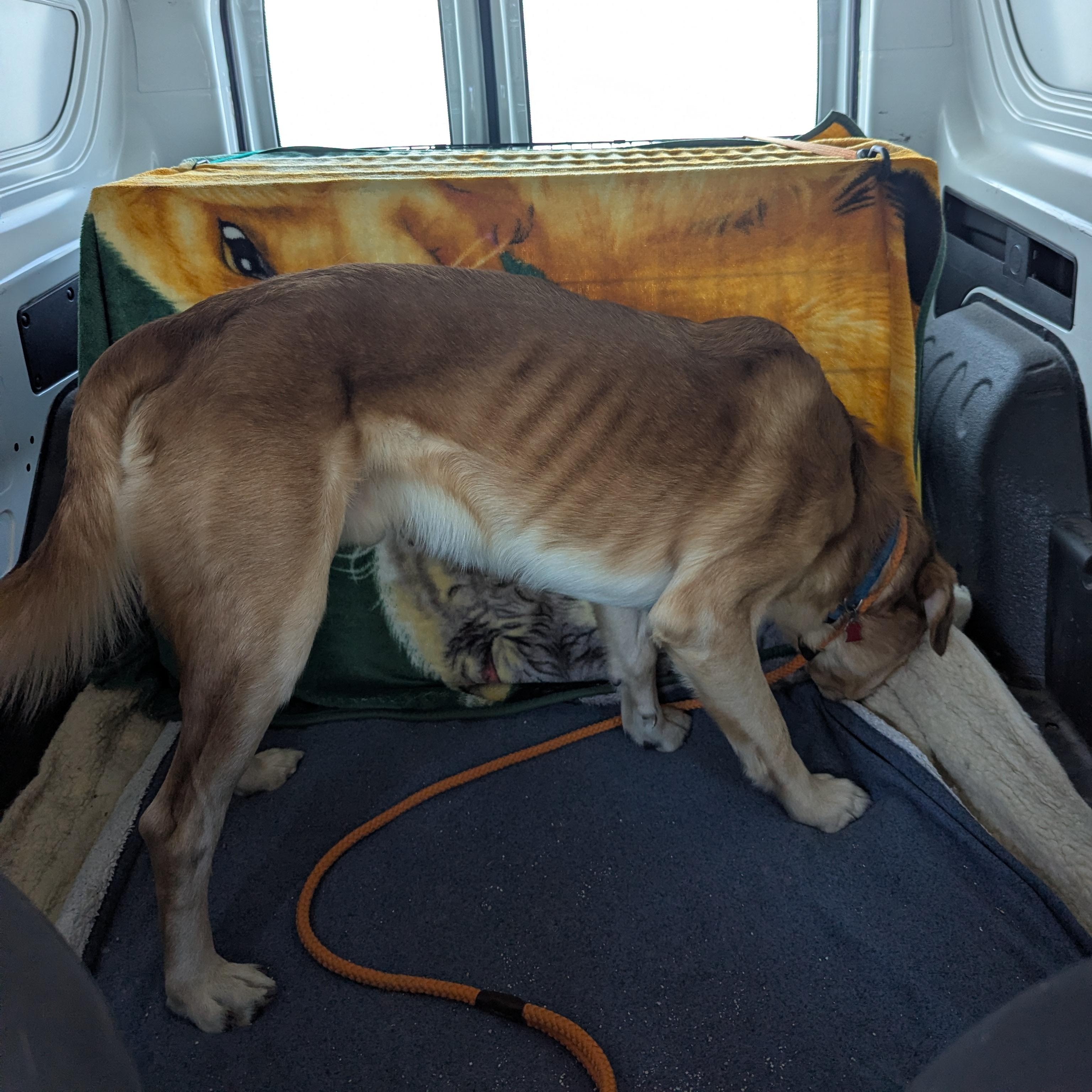 Enlarge Pluto, a ADOPTABLE mixed breed in Morden, MB image 4/4