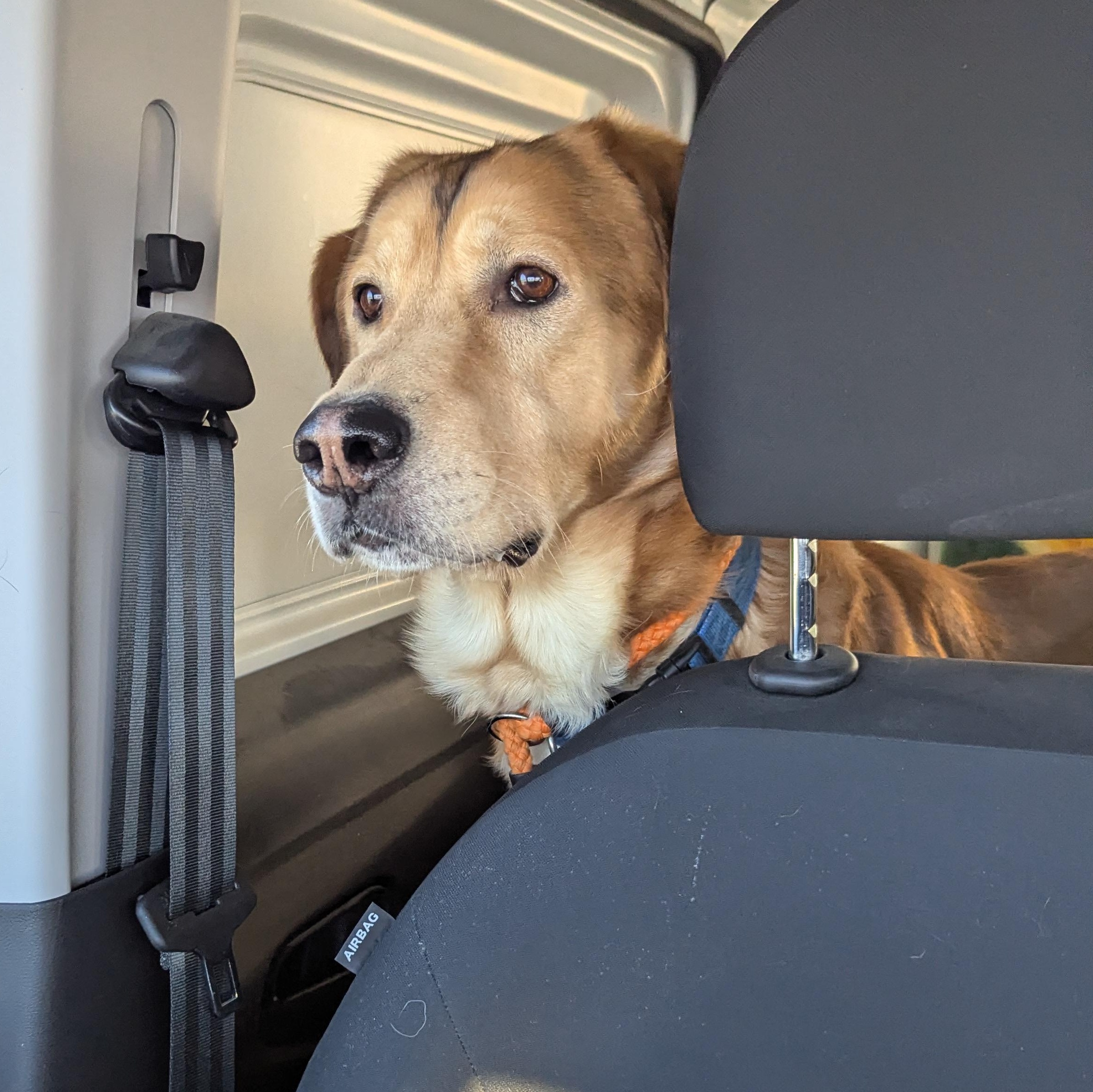 Enlarge Pluto, a ADOPTABLE mixed breed in Morden, MB image 1/4