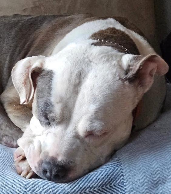 Alma, Adoptable, Senior Female American Staffordshire Terrier.