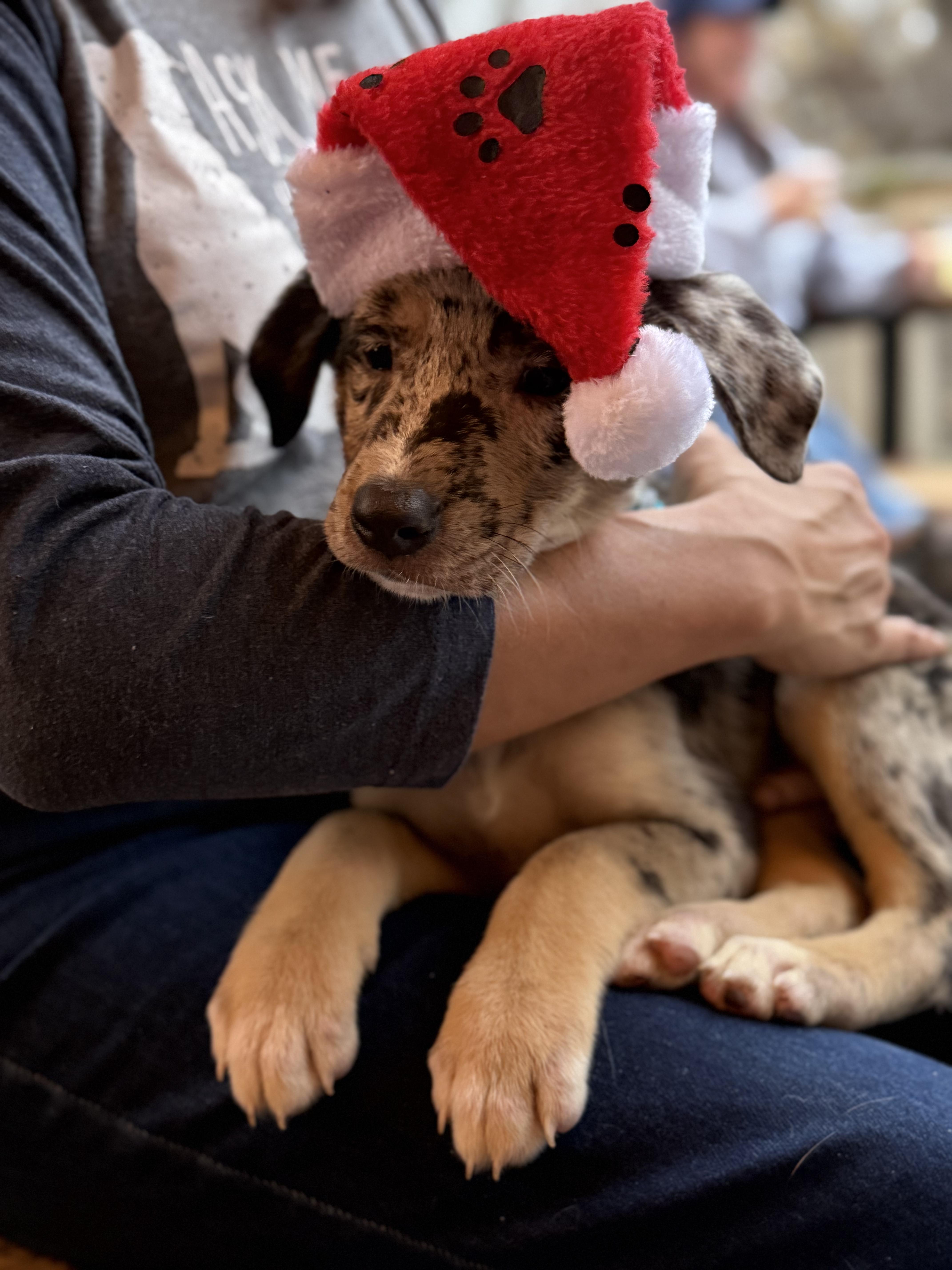 Enlarge Sebastian , an adopted mixed breed in Dallas, TX image 2/5