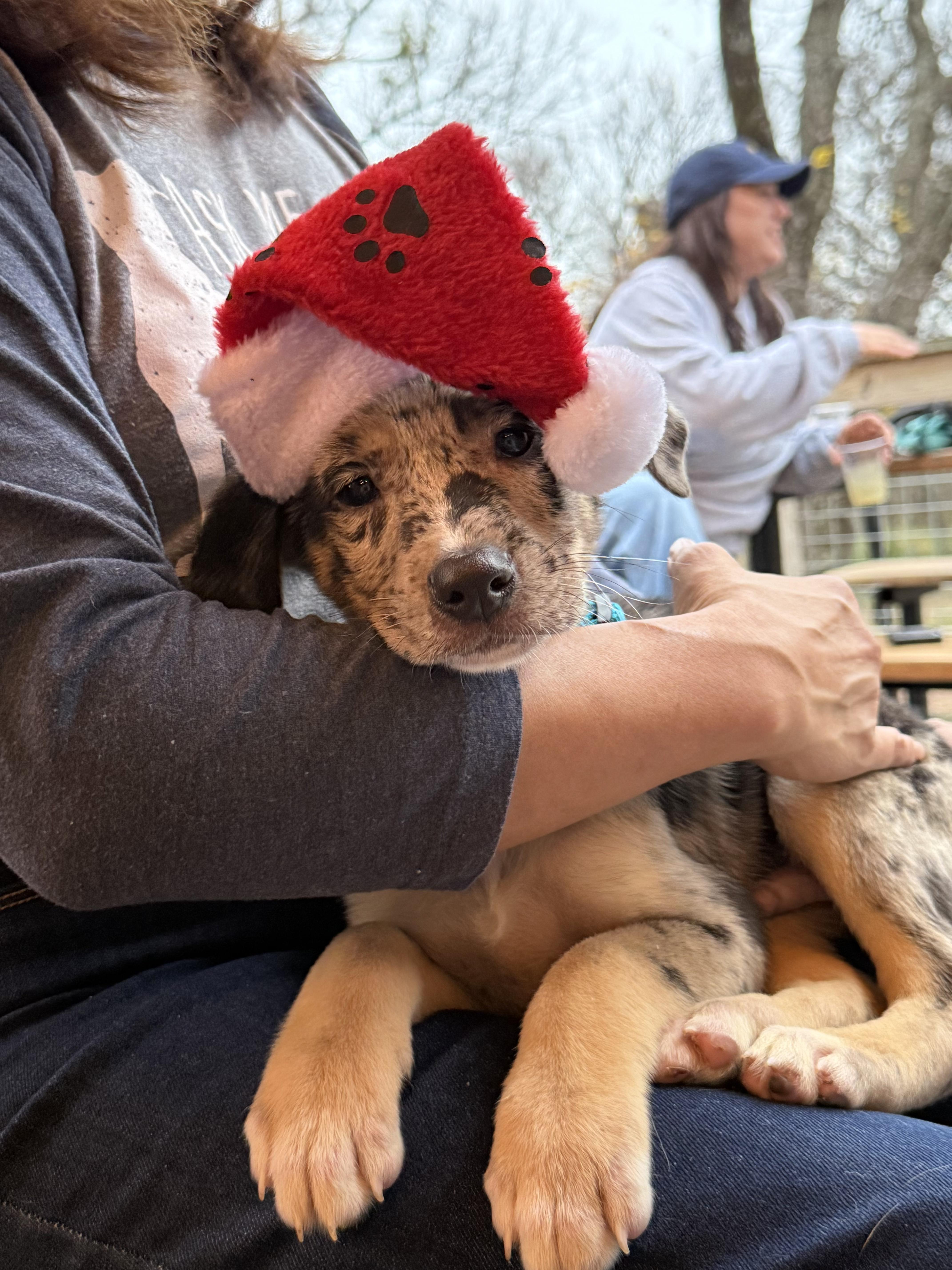Sebastian , adopted, Young Male Mixed Breed.