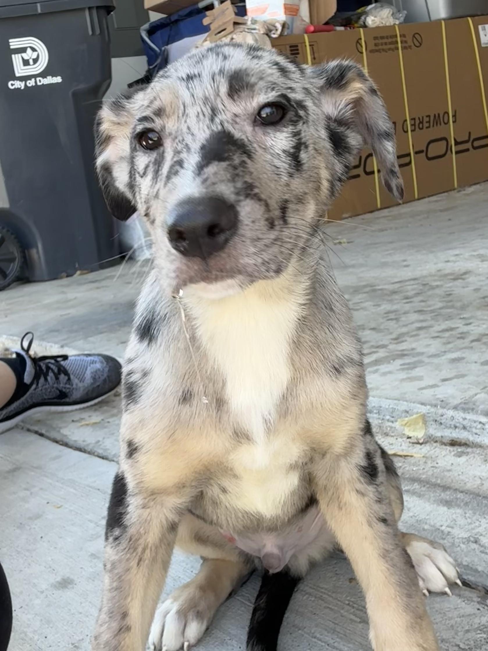 Enlarge Sebastian , an adopted mixed breed in Dallas, TX image 3/5