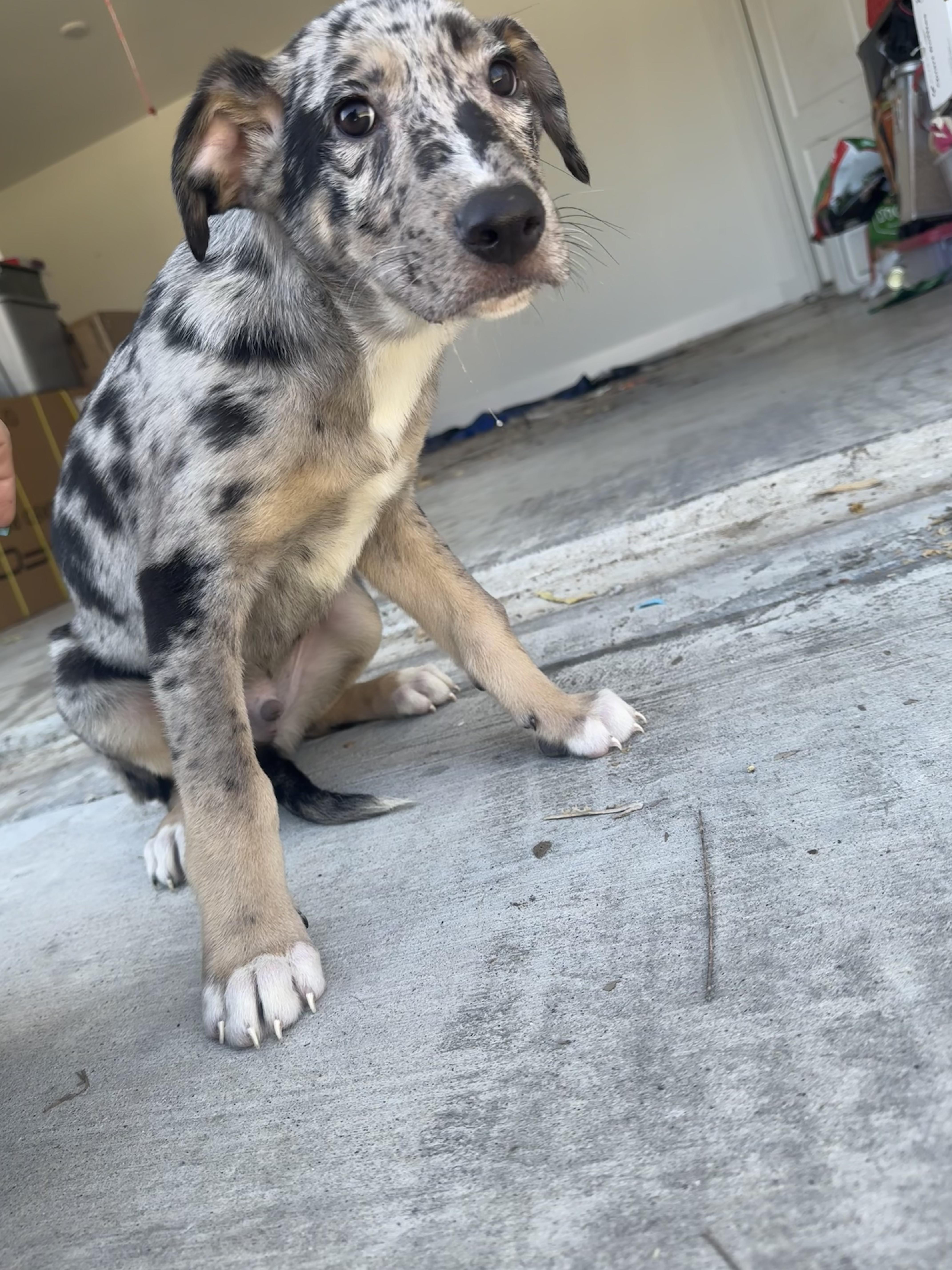 Enlarge Sebastian , an adopted mixed breed in Dallas, TX image 5/5