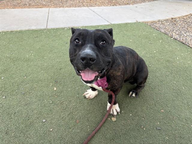 Enlarge SQUISH, a Adoptable mixed breed in Phoenix, AZ image 1/1