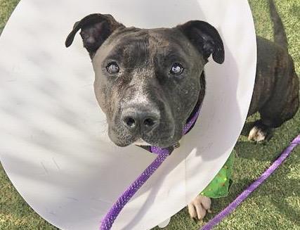 SQUISH, Adoptable, Adult Male Pit Bull Terrier & Basset Hound.