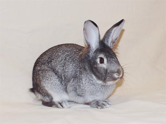 LILY, Adoptable, Young Female Bunny Rabbit.