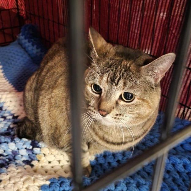 Glenda, a Adoptable Domestic Short Hair in Pittsford, VT image 1/2