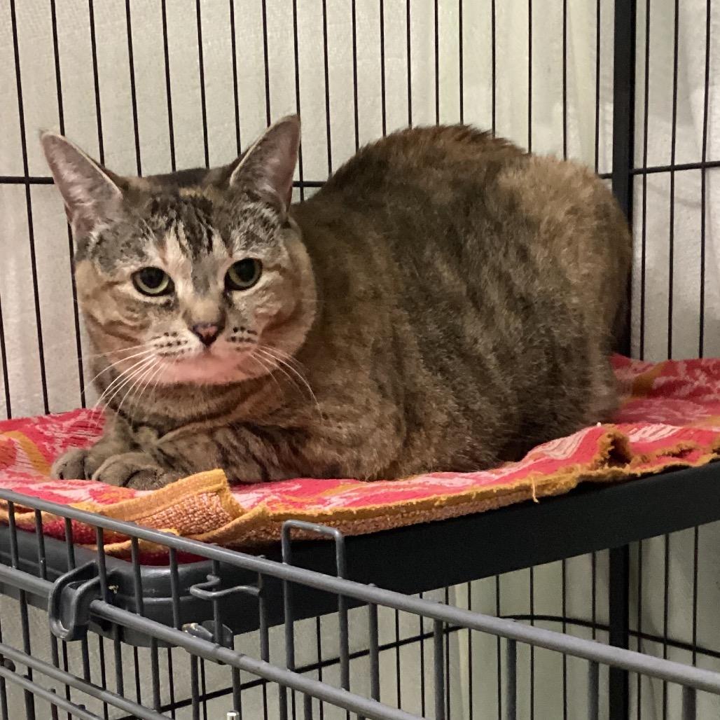 Glenda, a Adoptable Domestic Short Hair in Pittsford, VT image 2/2