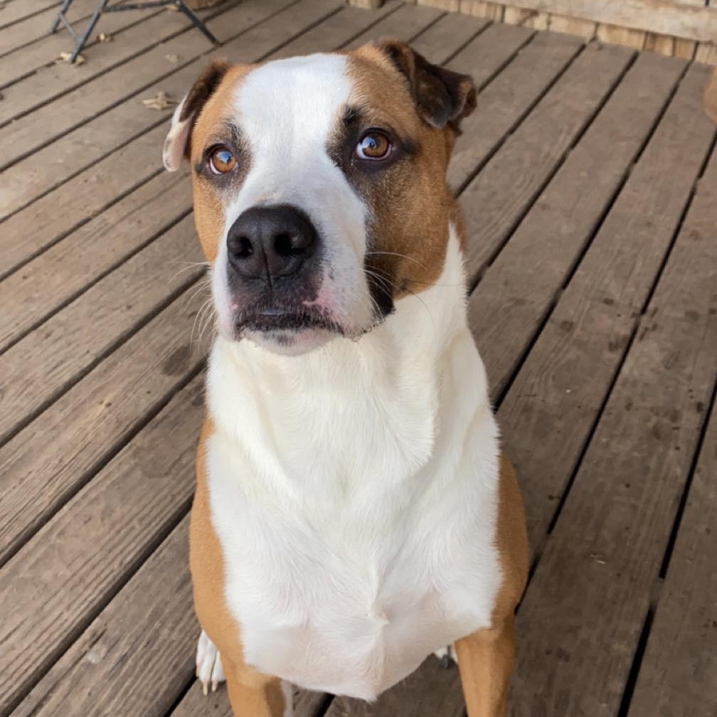 Joey, Adoptable, Adult Male Terrier & Pit Bull Terrier.