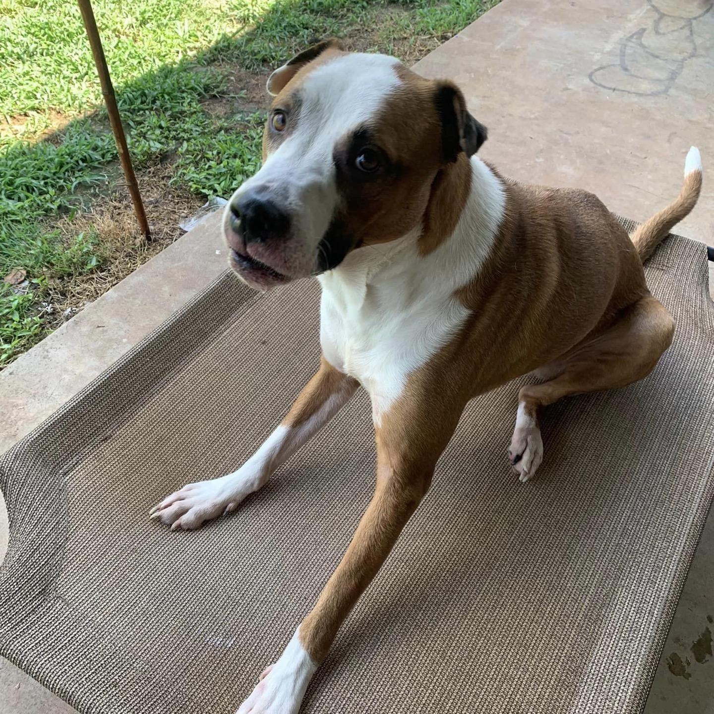 Enlarge Joey, a Adoptable mixed breed in Oklahoma City, OK image 3/3