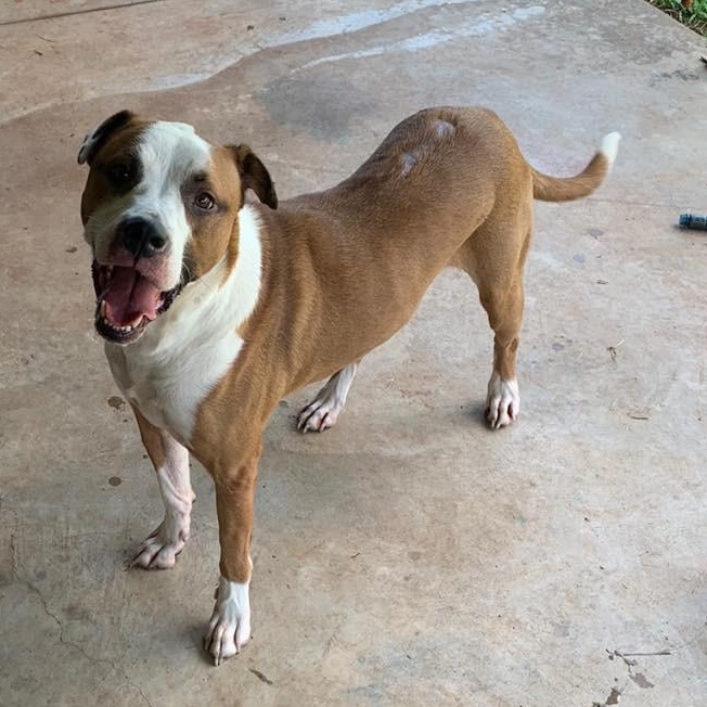 Enlarge Joey, a Adoptable mixed breed in Oklahoma City, OK image 2/3