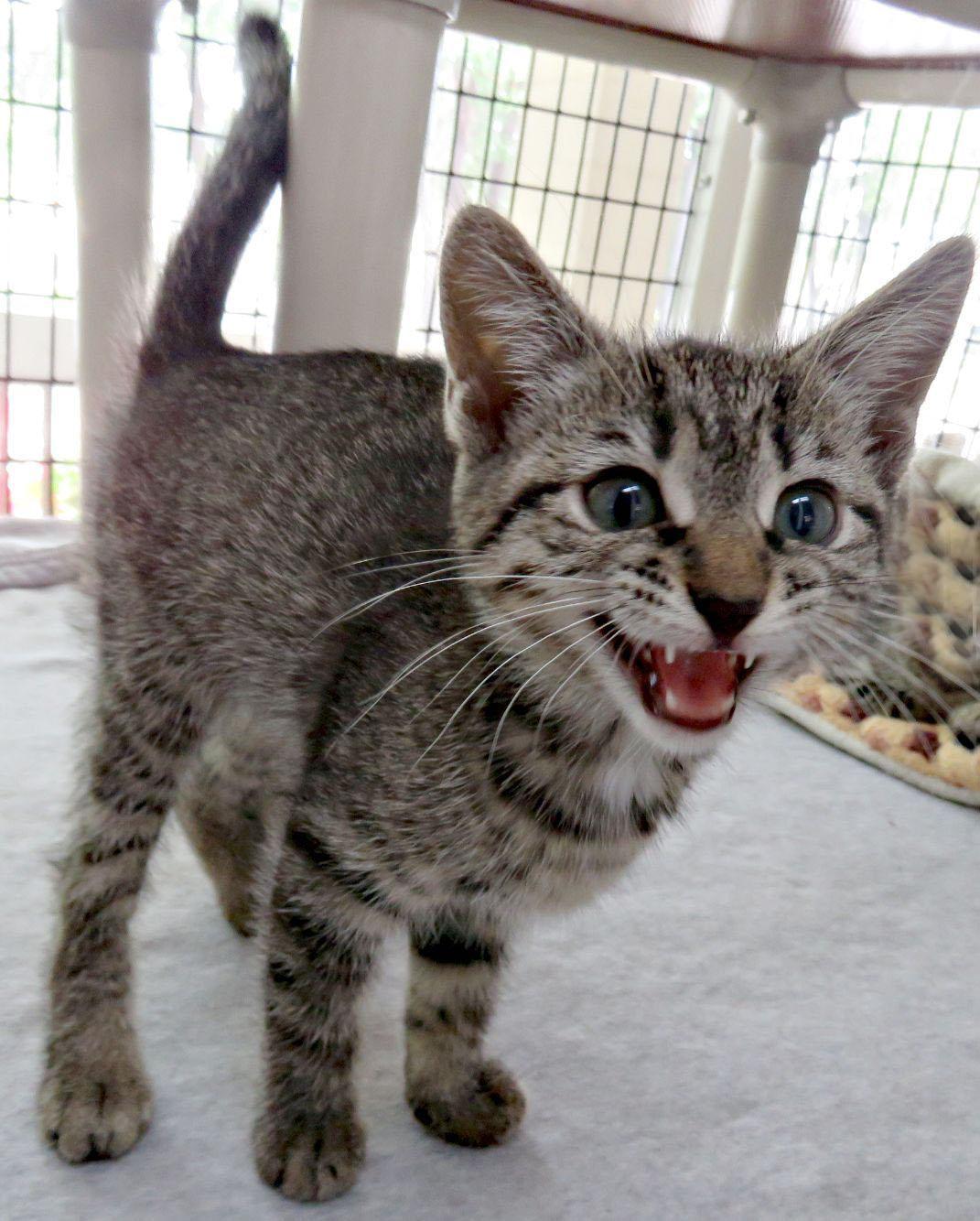 Melody, ADOPTABLE, Kitten Female Domestic Short Hair.