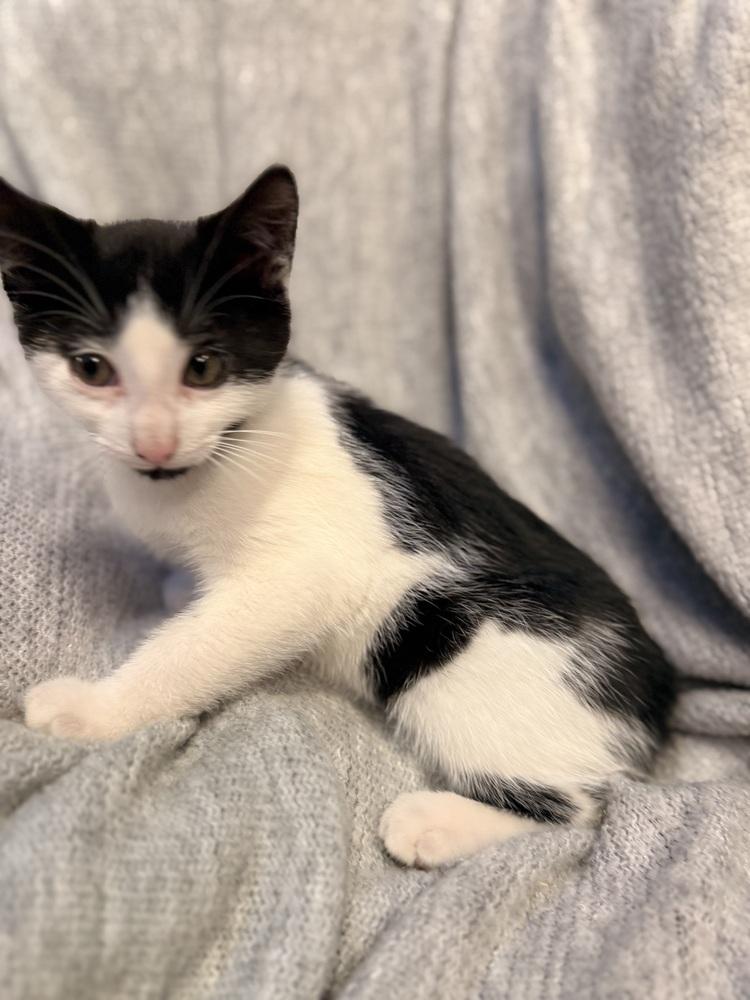 Enlarge Bear, a Adoptable Domestic Short Hair in Palatine, IL image 1/4