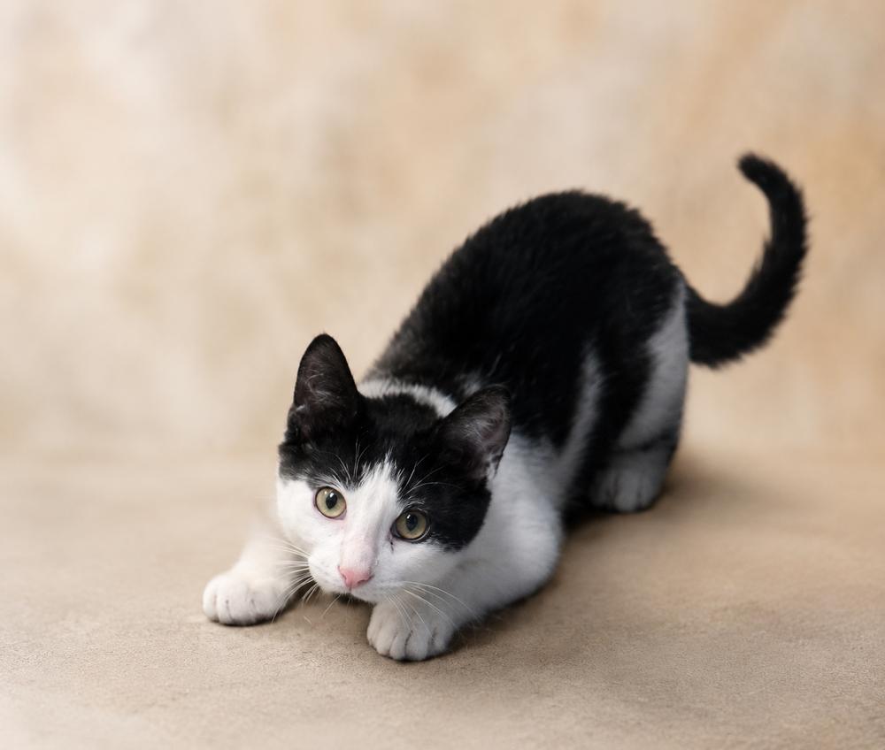 Enlarge Bear, a Adoptable Domestic Short Hair in Palatine, IL image 2/5