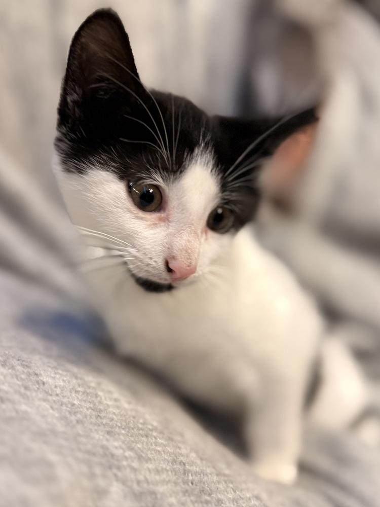 Enlarge Bear, a Adoptable Domestic Short Hair in Palatine, IL image 2/4