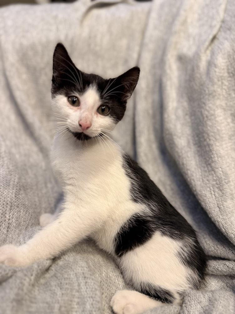 Enlarge Bear, a Adoptable Domestic Short Hair in Palatine, IL image 3/4