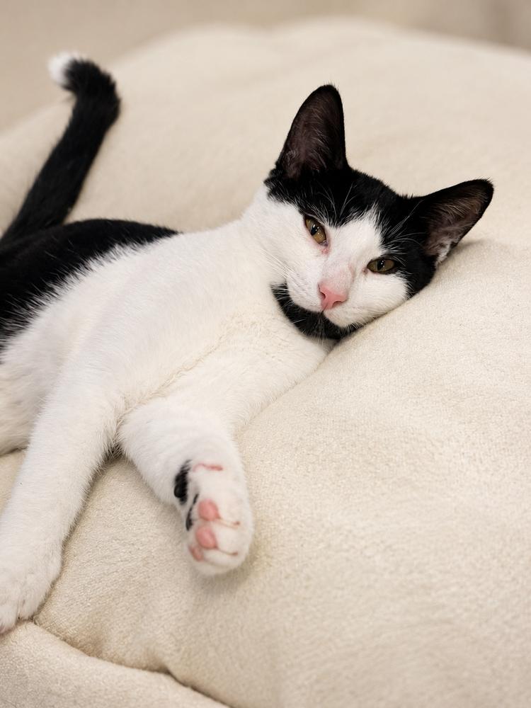 Enlarge Bear, a Adoptable Domestic Short Hair in Palatine, IL image 5/5