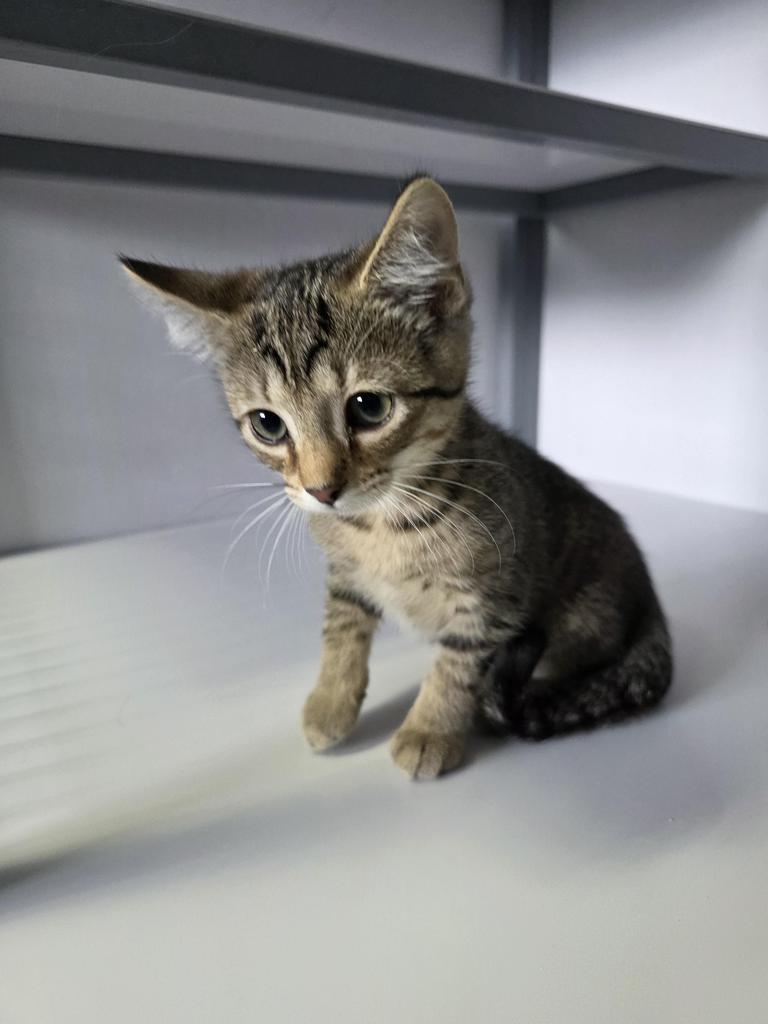 Puca, Adoptable, Kitten Female Domestic Short Hair.