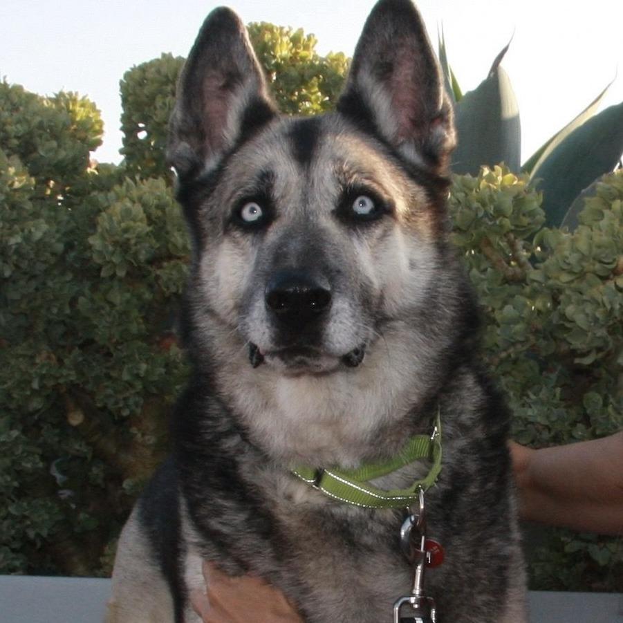 Enlarge Alex Bowman, a Adoptable mixed breed in Los Angeles, CA image 1/6