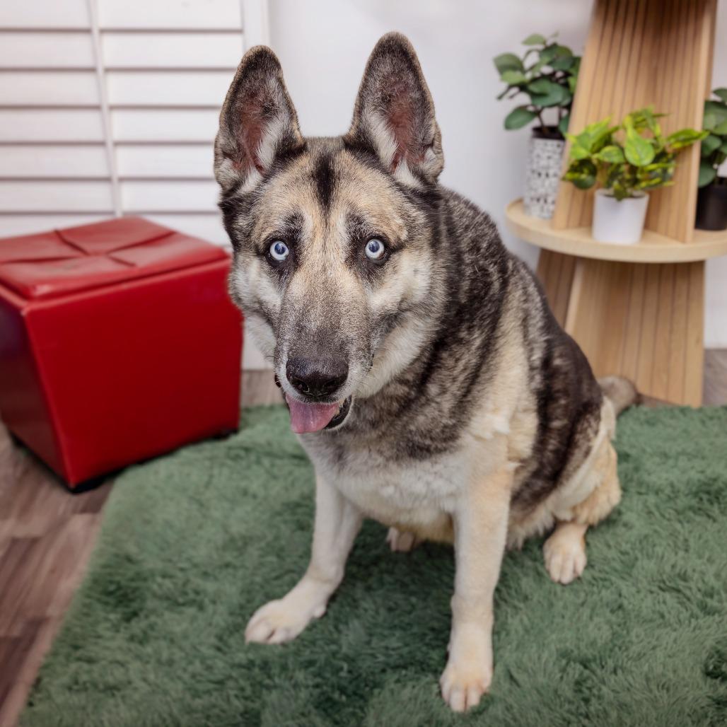 Alex Bowman, Adoptable, Senior Male Shepherd & Husky.