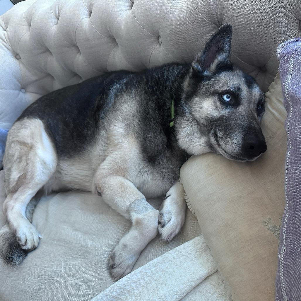 Alex Bowman, Adoptable, Senior Male Shepherd & Husky.
