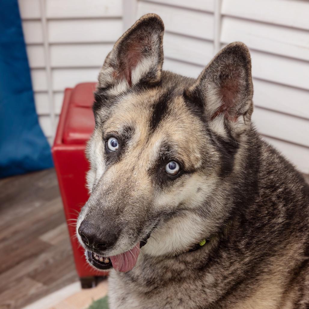 Enlarge Alex Bowman, a Adoptable mixed breed in Los Angeles, CA image 2/6