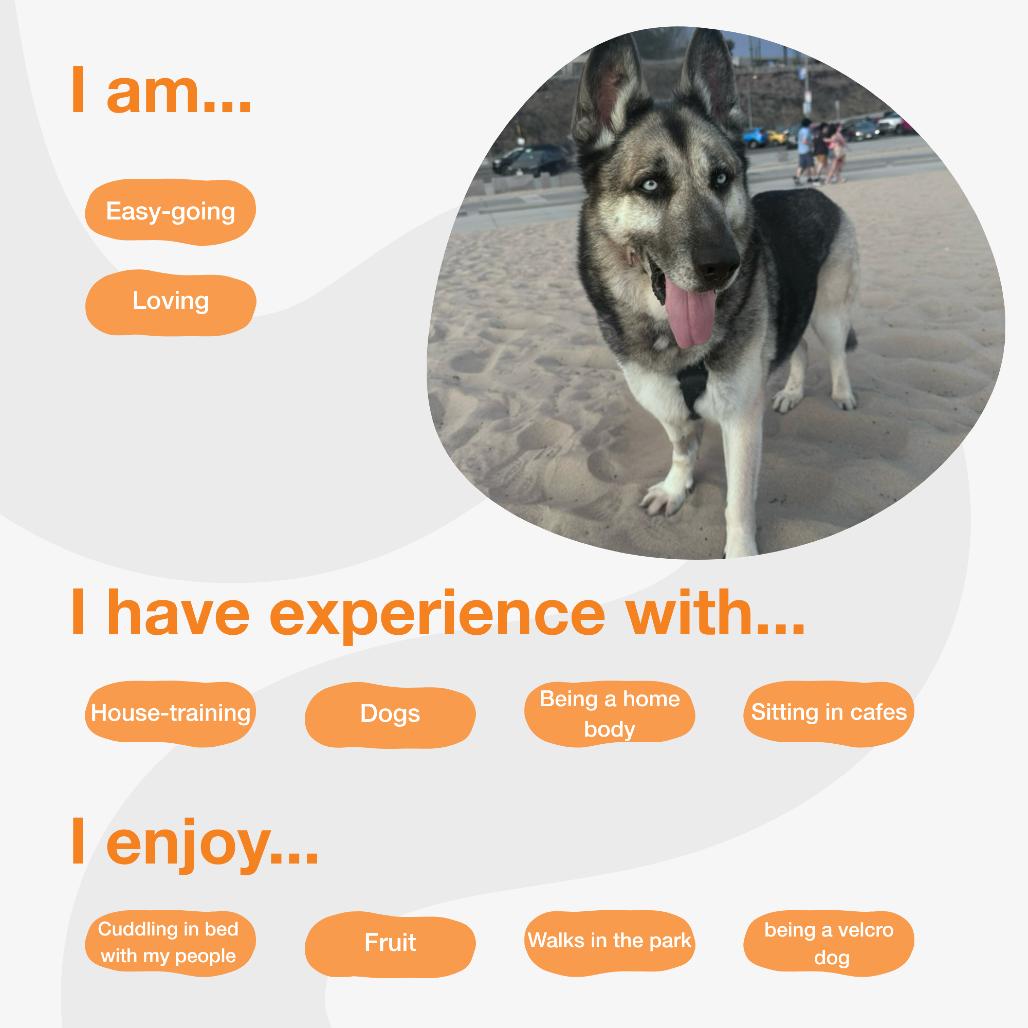 Alex Bowman, a Adoptable mixed breed in Los Angeles, CA image 3/6