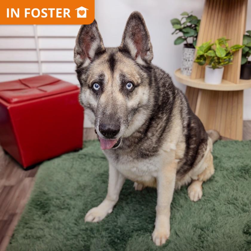 Alex Bowman, a Adoptable mixed breed in Los Angeles, CA image 5/6