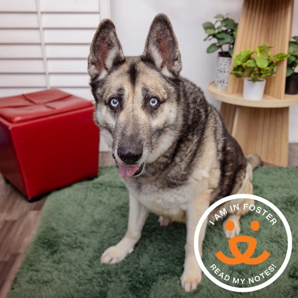 Enlarge Alex Bowman, a Adoptable mixed breed in Los Angeles, CA image 5/6