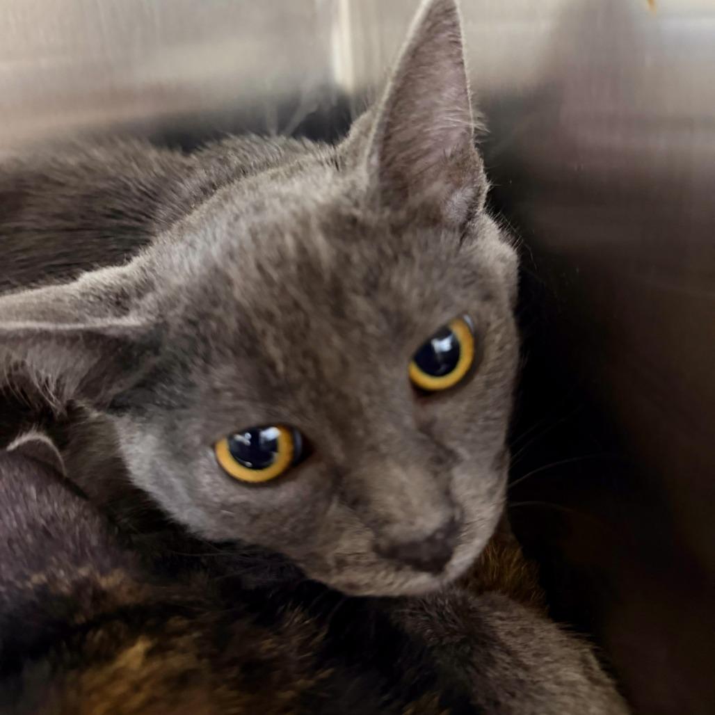 Doby, Adoptable, Kitten Male Domestic Short Hair.