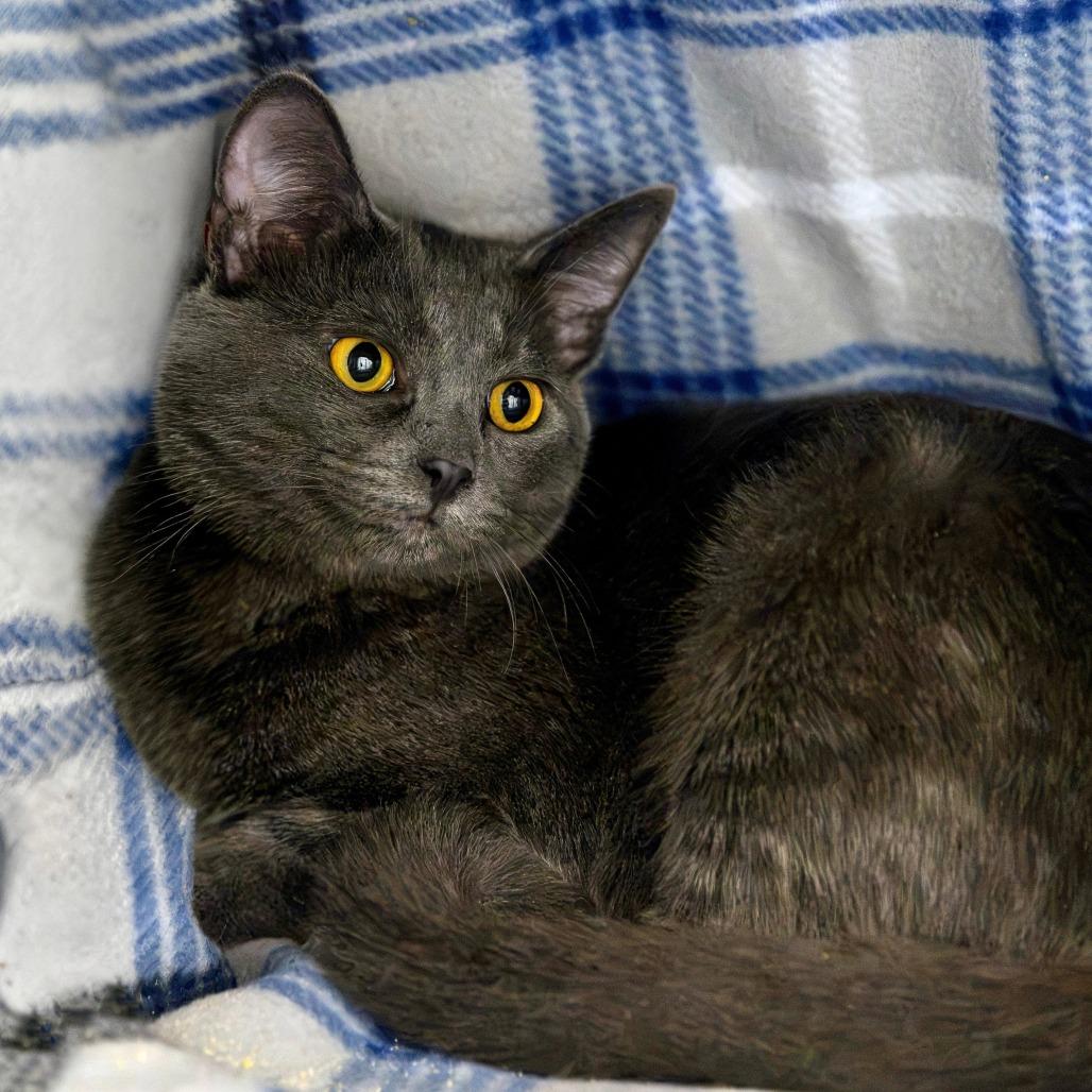 Doby, a Adoptable Domestic Short Hair in Las Vegas, NV image 2/2