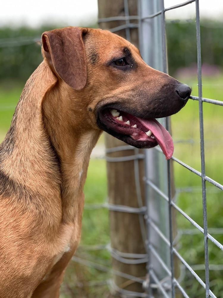 Milkshake, a Adoptable mixed breed in West Palm Beach, FL image 2/6